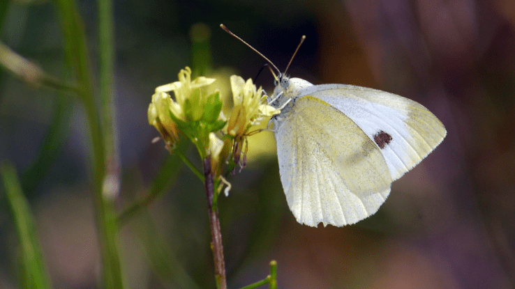 Featured image of white butterfly by ClimateWatch