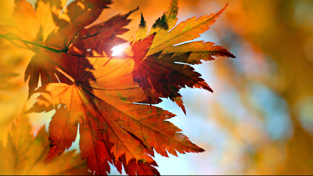 Autumn Leaves header.