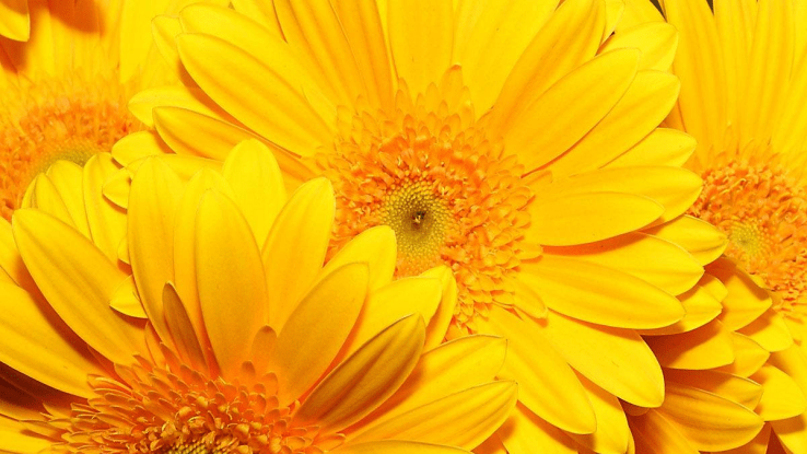 Featured Image: Closeup of Yellow Daisies. Wallpapers.com.