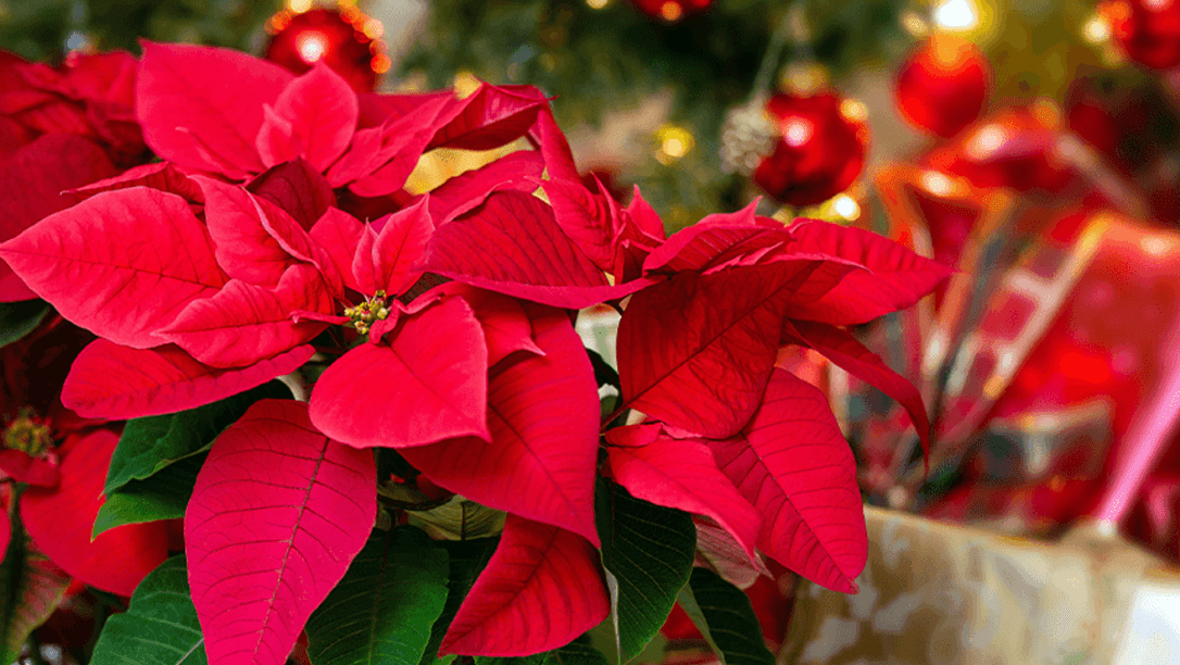 Beautiful poinsettia Christmas image by Plant Perfect.