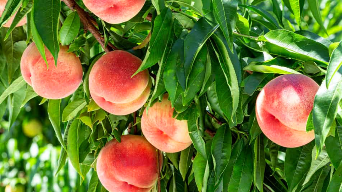 National Peach Day