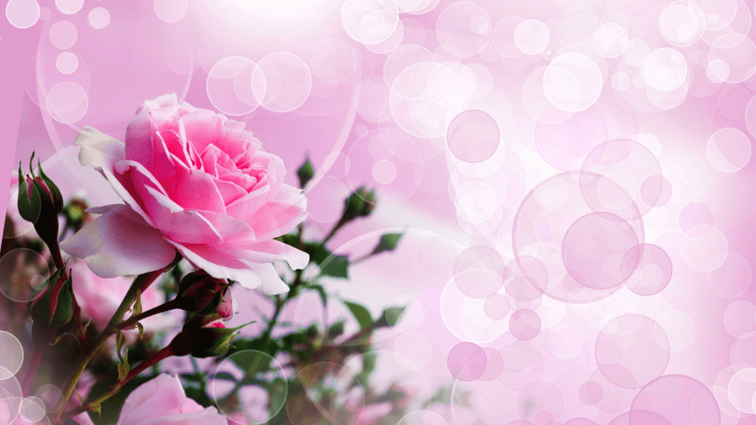 Pretty in pink roses blog banner. Lovely.