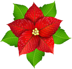 Red poinsettia with green leaves. November 2025.
